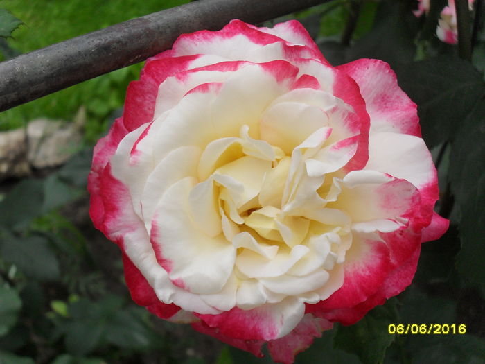 Trandafir floribunda Handel - Trandafiri