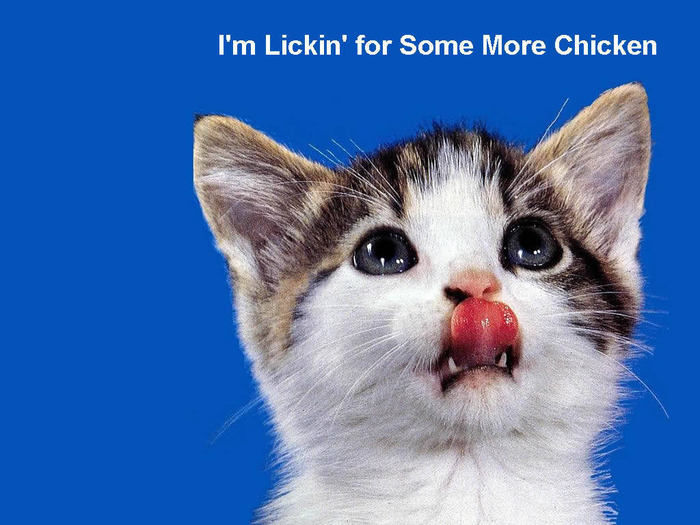 licking-kitten-funny-pets-wallpaper - Funny