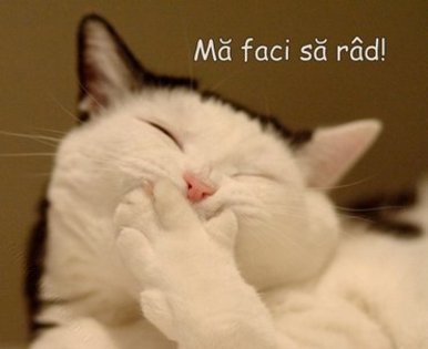 Pisici_ma_faci_sa_rad - Funny