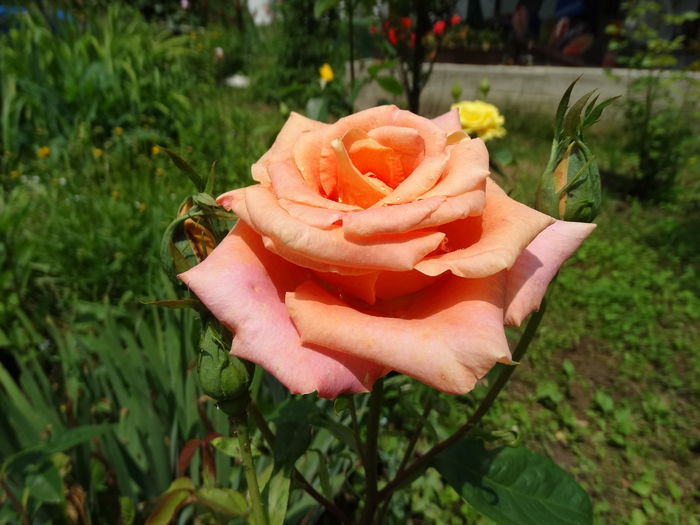DSC03832