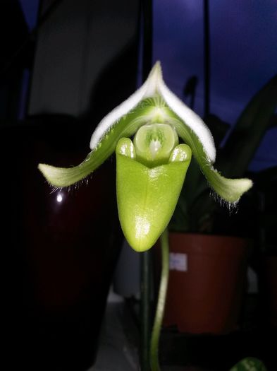 paphio maudiae green 2016.06.07 1 - paphio 2016