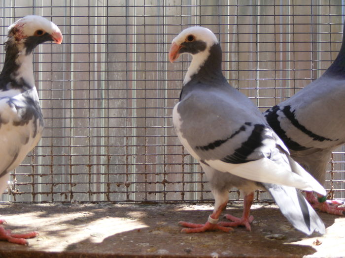 PUI 2016 vindut iun.2016