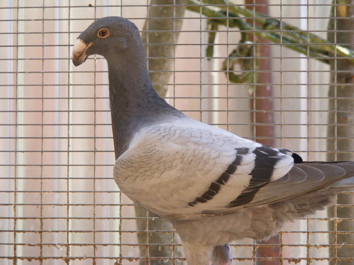 PUI 2016 vindut iun.2016