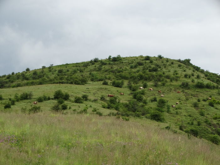 DSC07545