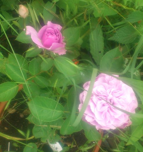 lavender_ice_reinflorit&inca unul roz pitic - Trandafiri