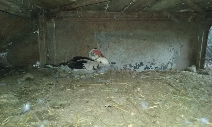 Baba a doua oara la clocit