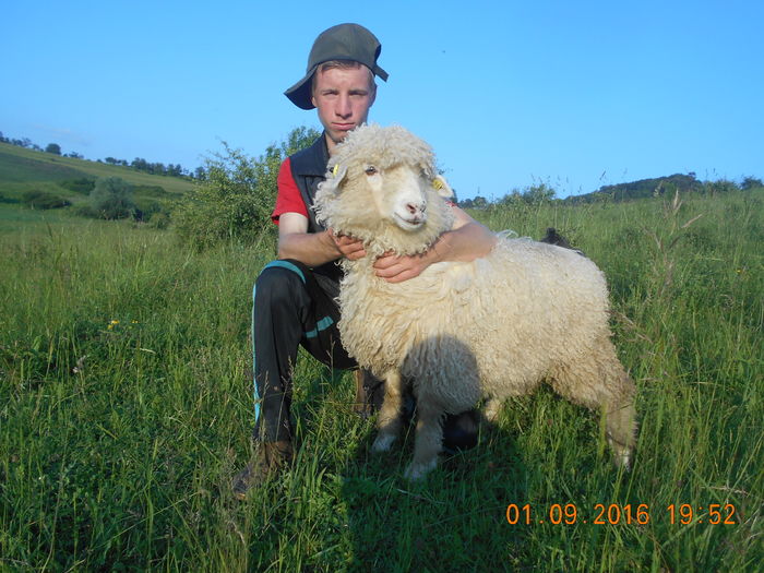 Picture 016 - oile cu miei 2016