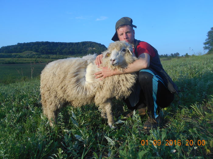 Picture 027 - oile cu miei 2016
