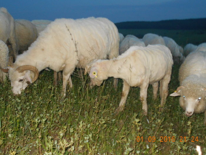 Picture 047 - oile cu miei 2016
