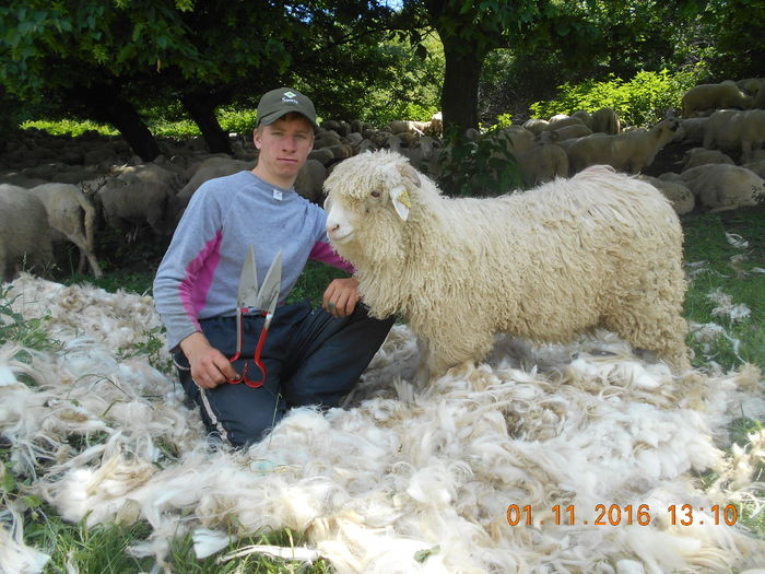 Picture 122 - oile cu miei 2016