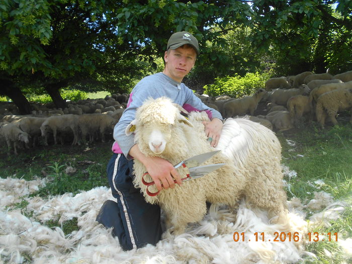 Picture 125 - oile cu miei 2016