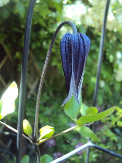 DSC03629 - CLEMATITE