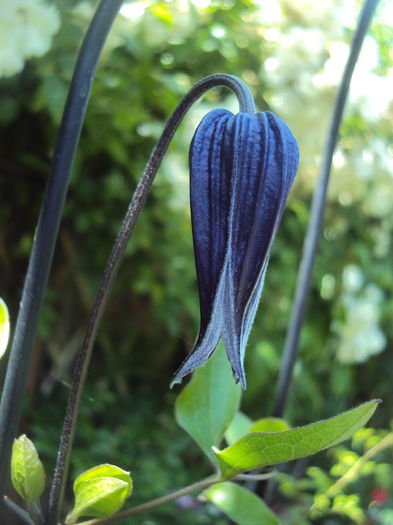 Rooguchi - CLEMATITE