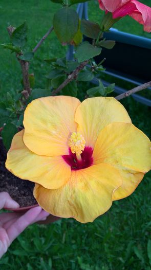 WP_20160607_19_34_05_Pro - Hibiscus Adonicus Yellow