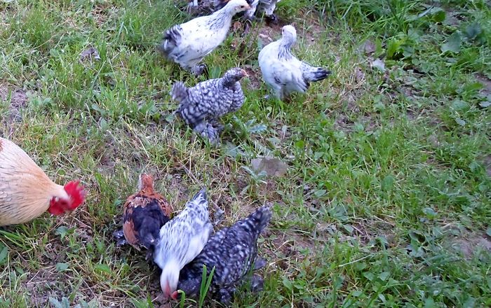 barat-columbia alb negru