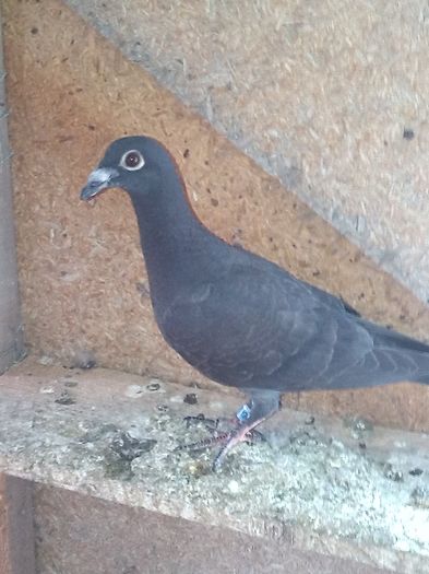 20 de lei; un pui bun
