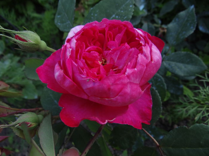 Benjamin Britten - Cel mai asteptat moment - Primul boboc si prima floare