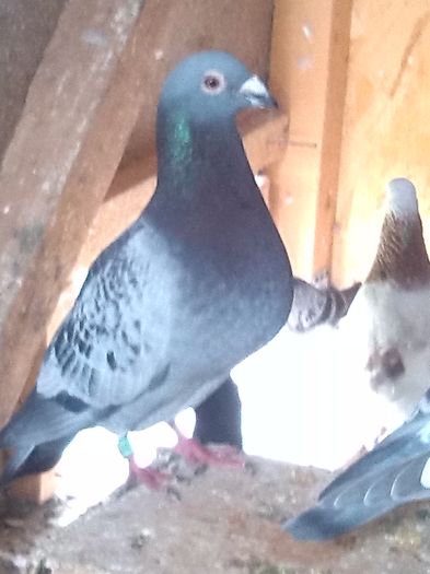 400 de lei  Vandut; un mascul foarte bun ce poate fi bagat la matca
