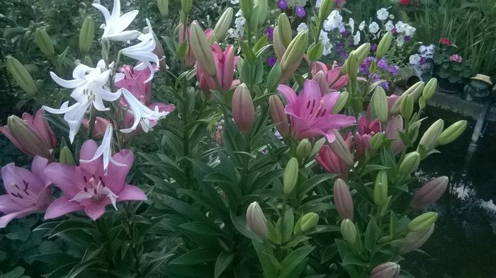 WP_20160607_003