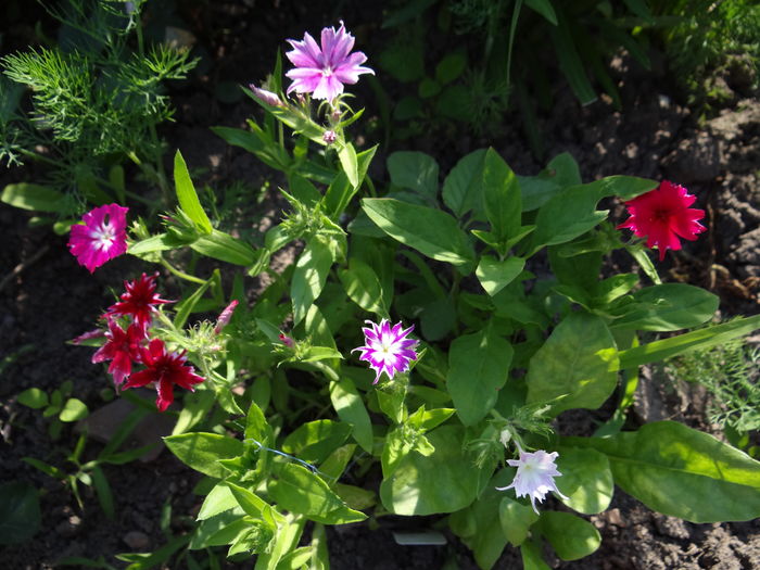 phlox din rasaduri proprii