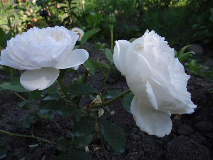  - Glamis Castle