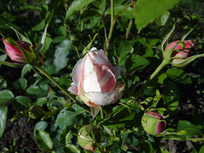 Billet doux - Iunie I