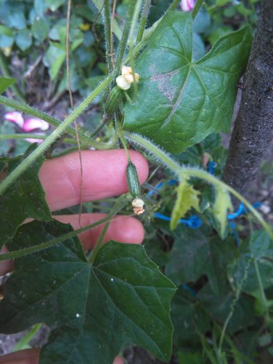 Cucamelon