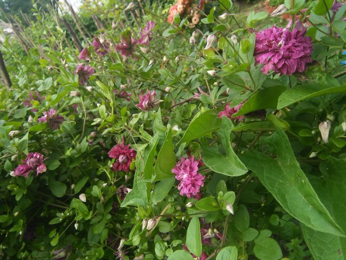 Purpurea plena elegans