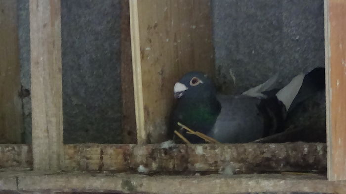 DSC00402 - 05-VOIAJORI STIL VECHI