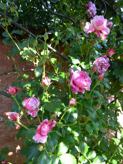 Ines Sastre - Trandafiri urcatori 2016