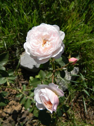 The Albrighton rambler - Trandafiri urcatori 2016