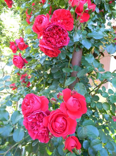 Florentina - Trandafiri urcatori 2016