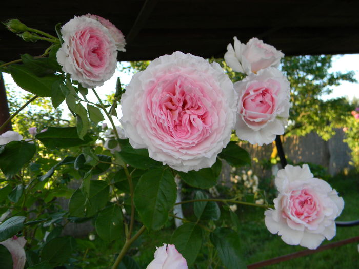 James Galway - Trandafiri urcatori 2016