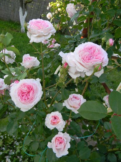 James Galway - Trandafiri urcatori 2016