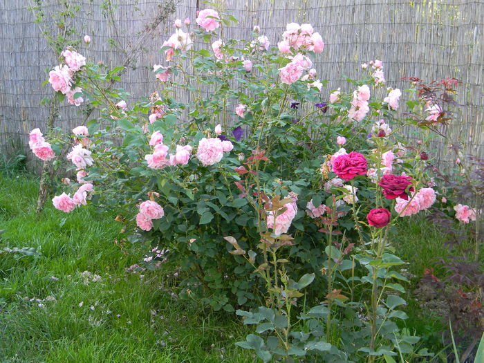 Cottage rose - Trandafiri 2016