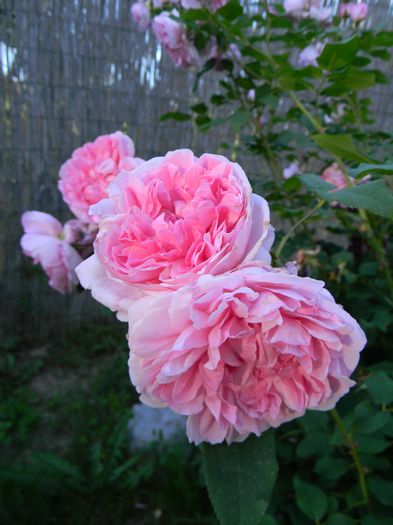Cottage rose - Trandafiri 2016