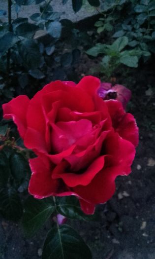 20160607_212222 - trandafiri 2016