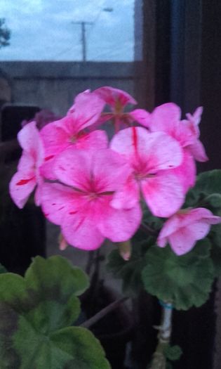 eduard flecks - muscate 2016