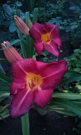 20160607_212020 - crini si hemerocallis  2016