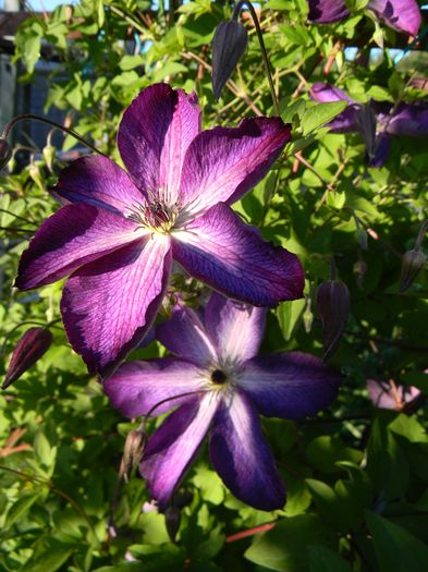 Venosa violacea