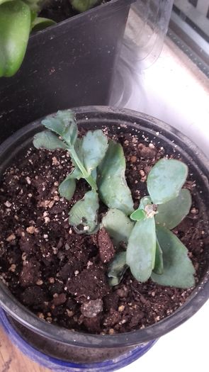 Kalanchoe posibil pumila