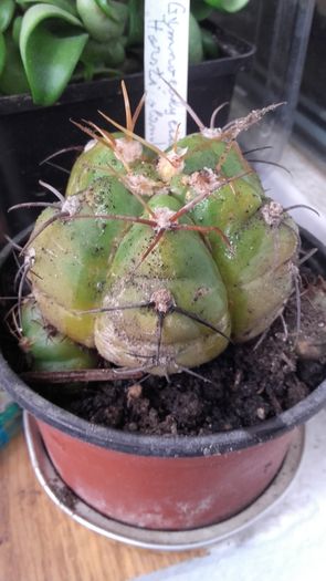 Gymnocalycium horstii