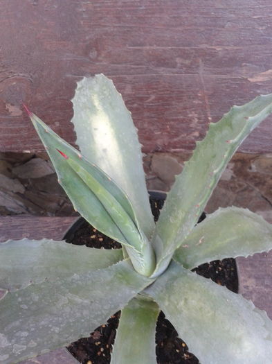 agava americana 45 - agave si raritati de vanzare