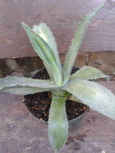 20160607_195206 - agave si raritati de vanzare