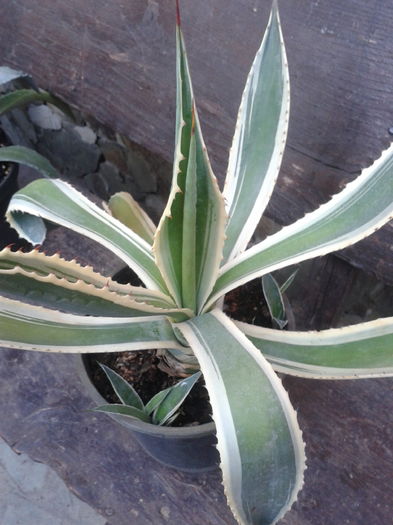 20160607_195153 - agave si raritati de vanzare