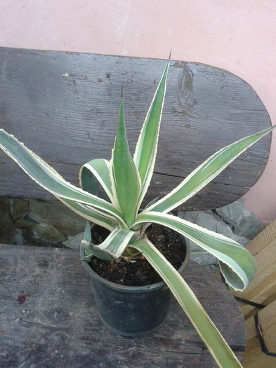 20160607_195138 - agave si raritati de vanzare