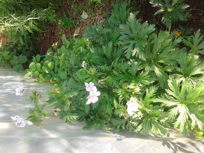 bujor chizesc-Geranium Pratense - 0 Plante ornamentale