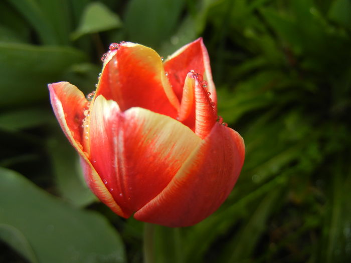 Tulip. Lalea (2016, April 08)