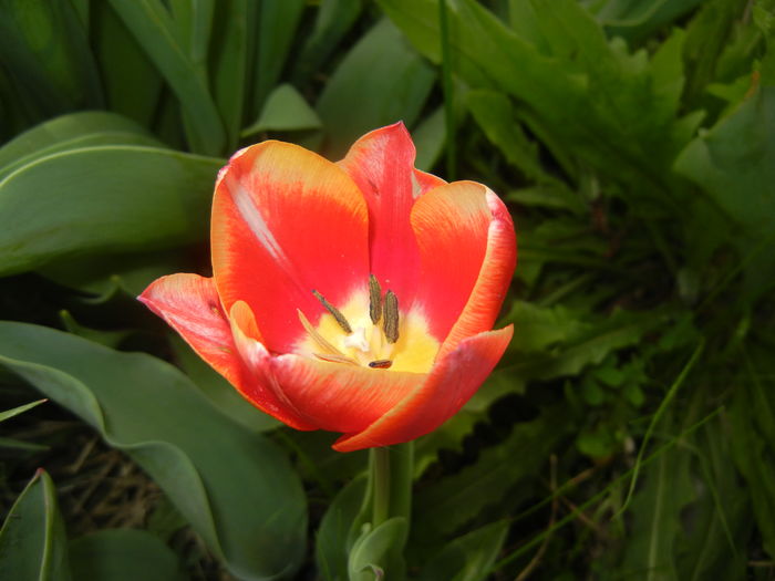 Tulip. Lalea (2016, April 10) - LALELE_TULIP CLASSES