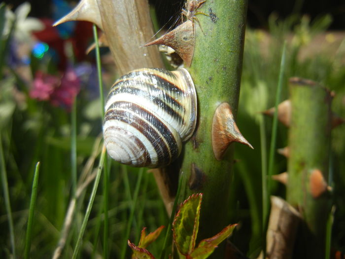 Garden Snail. Melc (2016, April 01) - SNAILS_Melci